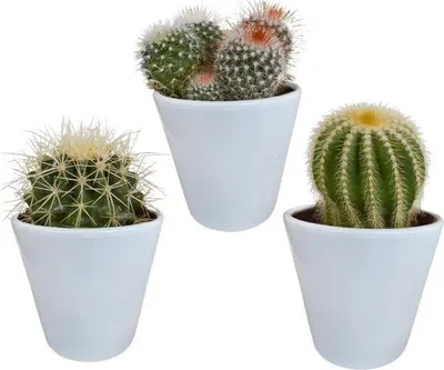 Obrázek produktu pro Kaktusy Bolcactus Mix – 3 rostliny, průměr 8,5 cm, pokojové rostliny v bílém květináči