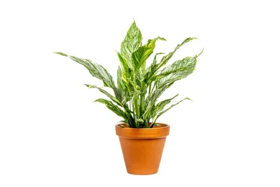Obrázok produktu pre Gardners Spathiphyllum Diamond, priemer 12 cm
