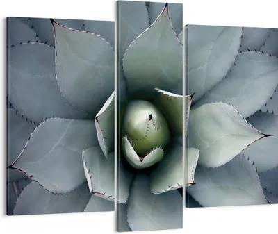 Produktbild von Bild auf Leinwand - Leinwandbild - 3 Teile - Blau Blätter Agave - 95x80cm - Wand Bild - Wanddeko - Wandbilder - Leinwanddruck - Bilder - Wanddekoration - Leinwand bilder - Wandbild - CB95x80-5133