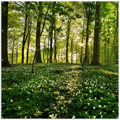 Produktbild von Wallario XXL Outdoor-Poster für Garten oder Balkon, Motiv Waldanemonen und Sonnenstrahlen im Wald, in ca. 200 x 200 cm