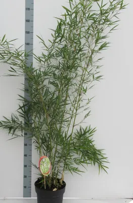 Produktbild von Fargesia robusta 'Campbell' Topf C1-1 Liter - Hoher Heckenbambus - Zebra Bambus