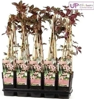 Produktbild von Parthenocissus henryana - Henrys Jungfernrebe 50-60 cm | Topf