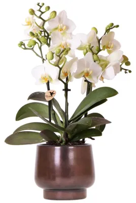 Immagine prodotto di Vaso decorativo Scandic Copper Ø9cm con orchidea Lausanne bianca - Phalaenopsis
