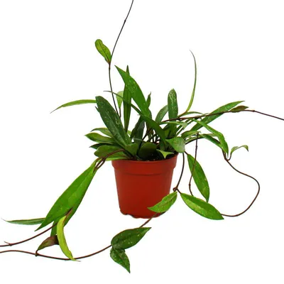 Immagine prodotto di Pianta rampicante da vaso - Hoya pubicalyx - Fiore di porcellana - Fiore ceroso - Vaso da 12 cm