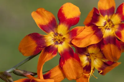 Zdjęcie produktu dla Crocosmia x crocosmiifl. 'Emily McKenzie', Montbretie, pomarańczowy, ok. 11x11 cm Topf
