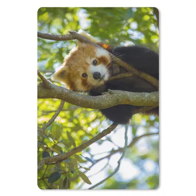 Obrázek produktu pro Podložka pod myš - Panda - červená - zblízka - 18x27cm - Podložka pod myš