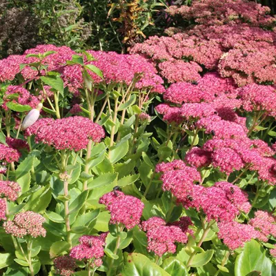 Image de 6 x Orpin haut  - Sedum « Herbstfreude »  | Pot 9 cm x 9 cm