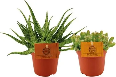 Produktbild von Aloe Spider & Hylocereus Undatus Pflanzenset 2 Pflanzen Ø10.5cm 15cm Keramik