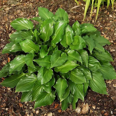 Produktbild von Funkie Hosta Knolle Zierblätter Schattenpflanzen Funkie Invincible 1 St.