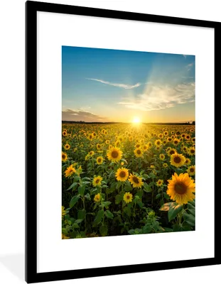 Produktbild von MuchoWow® Gerahmtes Poster Sonnenuntergang - Blumen - Sonnenblume - Horizont - Landschaft 60x80 cm - Poster mit Schwarzem Bilderrahmen Wandposter Rahmen Foto Bilder - Wohnzimmer - Dekorationen - Prämie