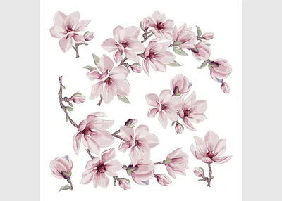 Produktbild von Magnolienblüte Küche, Wohnzimmer, Büro, Schlafzimmer Wandstickers, Wandtattoo, D