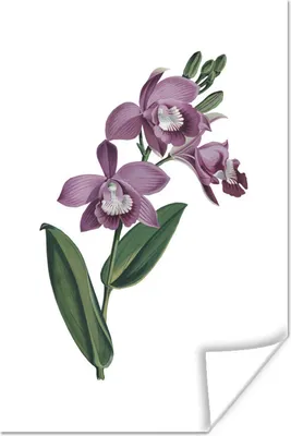 Produktbild von MuchoWow® Poster Blumen - Orchidee - Lila 20x30 cm - Papierdruck