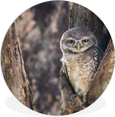 Produktbild von MuchoWow® Rundes Wandbild - Runde Bilder Eule - Baum - Wald Ø 90 cm Kreis Wanddekoration Kunststoff - Wandkreis - Wandschmuck - Wand-Kreis - Wohnzimmer - Bild - Runde - Wanddeko - Dibond - Kunstdrucke