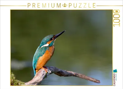Zdjęcie produktu dla Calvendo – zimorodek na gałęzi – puzzle 1000 elementów, format poziomy 640 x 480 mm, autor: Di Chito Ursula; 7339956