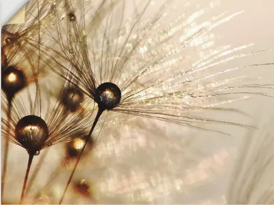 Produktbild von ARTland Wandbild, selbstklebend Pusteblume Goldener Tropfen Größe: 60x45 cm