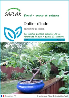 Image de SAFLAX  - Dattier d'Inde - 4 graines - Tamarindus