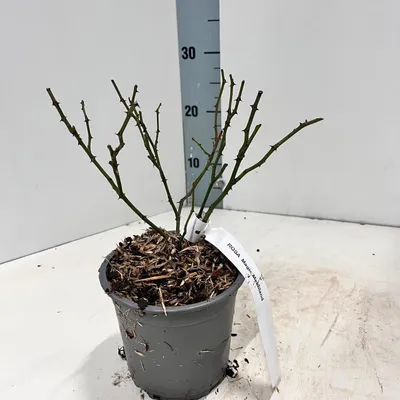 Immagine prodotto di Rosa (H) 'Magic Meidiland' ® - Rosa | 10-15 cm in vaso