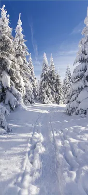 Produktbild von Türtapete Türposter Wanderweg im Schnee - Größe: 93 x 205 cm