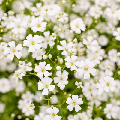 Zdjęcie produktu dla Bloomique - Zestaw 3 szt. - Gipsówka biała - Łyszczec - Rośliny ogrodowe - Odporne na zimę - Wysokość 10-20 cm - Doniczka 9x9 cm