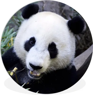 Produktbild von MuchoWow® Rundes Wandbild - Runde Bilder Panda - Tier - Blätter Ø 30 cm Kreis Wanddekoration Kunststoff - Wandkreis - Wandschmuck - Schlafzimmer - Bilder - Der Kreis - Kunst für die Wohnung - Plastik - Kunstdruck - Wandbild