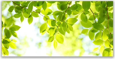 Produktbild von Acrylglasbilder 120x60 Wandbild Druck Blätter Natur
