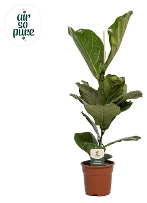 Produktbild von Ficus Lyrata - 50-60cm - Ø17cm - Zimmerpflanze - Immergrün