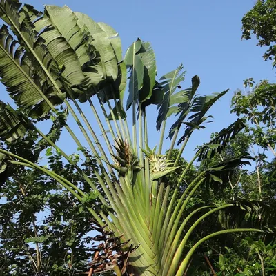 Produktbild von Reisendenbaum (Ravenala madagascariensis) - 10 Samen