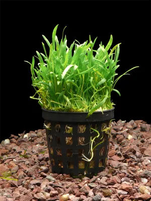 Produktbild von 3 Töpfe Brasil. Graspflanze (Lilaeopsis Brasiliensis)