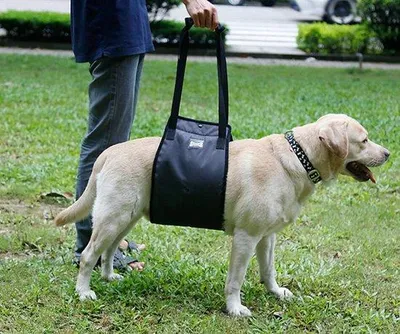 Immagine prodotto di Cintura di sicurezza per cani: cintura riabilitativa con maniglia per cani feriti e con dolori articolari