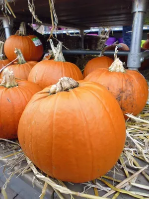 Productafbeelding van Pompoen 20 tot 30 cm Cucurbita Warentuin Natuurlijk