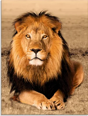 A majestic lion with a full mane sits on dry grass, looking directly at the camera.