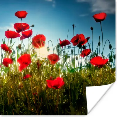 Produktbild von MuchoWow® Poster Mohnblumen - Toskana - Sonne - Rot - Blau 50x50 cm - Wohnzimmerdekoration