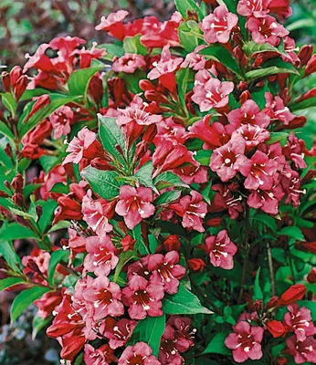 Produktbild von BALDUR Garten 6er 5 Meter Blüh-Hecken-Kollektion, Blütenhecke, Pflanzen im 13 cm-Topf (außer Forsythie), Forsythie, Weigelie, Jasmin, Deutzie, Potentilla, Spirea, winterhart
