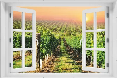 Produktbild von Wallario Wandbild mit Fenster-Illusion: Weinberg mit untergehender Sonne, Größe: 61 x 91,5 cm, Poster mit rahmenlosen Bildhalter