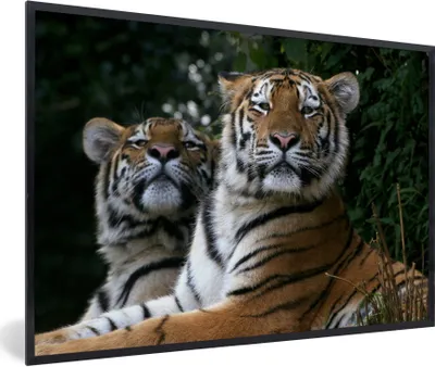 Produktbild von MuchoWow® Gerahmtes Poster Tiger - Wald - Köpfe 90x60 cm - Poster mit Schwarzem Bilderrahmen Wandposter Rahmen Foto Bilder - Fotorahmen - Foto-Plakat