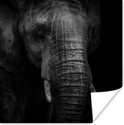 Produktbild von MuchoWow® Poster Elefant - Tier - Schwarz 30x30 cm - Wandposter - Printing