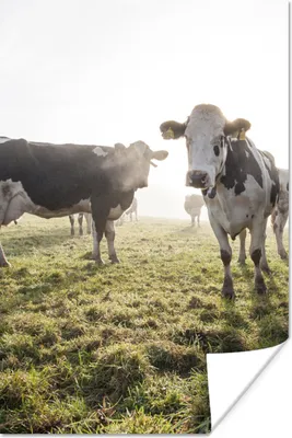Produktbild von MuchoWow® Poster Kühe - Licht - Gras - Tiere 20x30 cm - Papierdruck