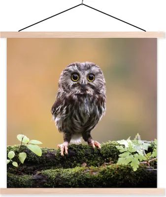 Produktbild von MuchoWow® Textilposter Steinkauz 40x40 cm mit holzfarbenen Rahmen - Posterleiste
