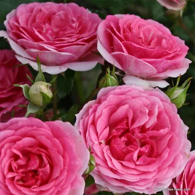 Produktbild von Kordes Kleinstrauchrose Amica® Rosa
