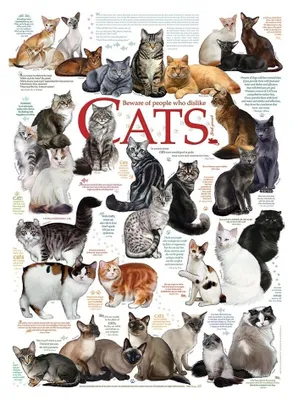 Produktbild von Cobble Hill Puzzle Katzenzitate 1000 Teile Puzzle