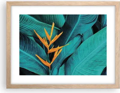 Produktbild von Gerahmtes Poster - Rahmen in heller Eiche - Blumen Tropen Blätter - 40x30 cm - Wand Bild - Wanddeko - Wandbilder - Kunstposter - Wandposter - Bilderrahmen - Bilder - Kunstdruck - P2NAA40x30-5116