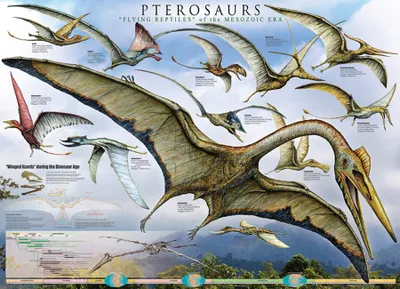 Immagine prodotto di PTEROSAURI - pterosauri - Dinosauri - 61x91,5 cm - Poster