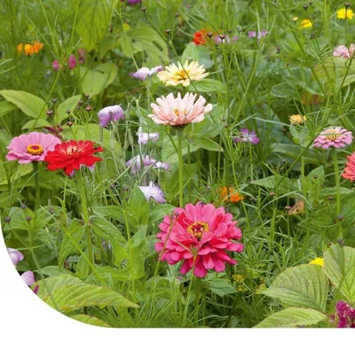 Produktbild von Schnittblumenmix - 250 g für den Blumenpflückgarten mit 32 Sorten