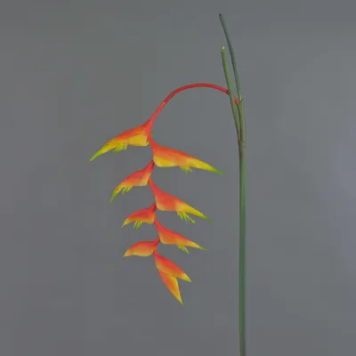 Produktbild von artplants.de Dekoblume Heliconia Blüte MEIHUA, orange, 95 cm - Künstlicher Blumenzweig