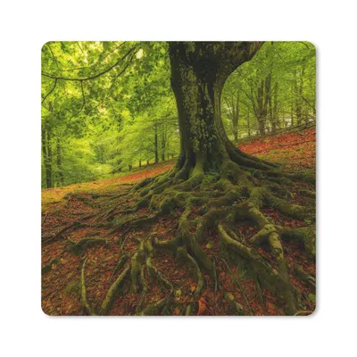 Produktbild von MuchoWow® Mauspad Mousepad Baum - Wald - Herbstblätter 30x30 cm - Mousepads - Maus Mat - Pad - Mausunterlage - Gaming