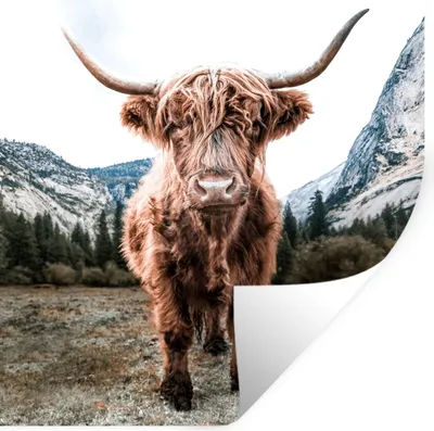 Produktbild von MuchoWow® Wandtattoo Wandsticker Wandaufkleber Schottischer Highlander - Berg - Tiere 50x50 cm Selbstklebend und Repositionierbar - Selbstklebend - Fototapeten