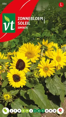 Produktbild von Sonnenblume Suntastic Samen - Ca. 20  Samen | VT_886