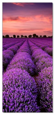 Produktbild von Wallario selbstklebende Türtapete 93 x 205 cm - Lavendelfeld unter rotem Himmel - Abwischbar, rückstandsfrei zu entfernen