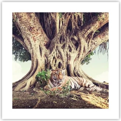 Produktbild von Poster - Poster ohne Rahmen - Tiger Wild Baum - 40x40 cm - Wand Bild - Wanddeko - Wandbilder - Kunstposter - Wandposter - Bilder - Kunstdruck - Wanddekoration - Wandbild - P2XAC40x40-5124