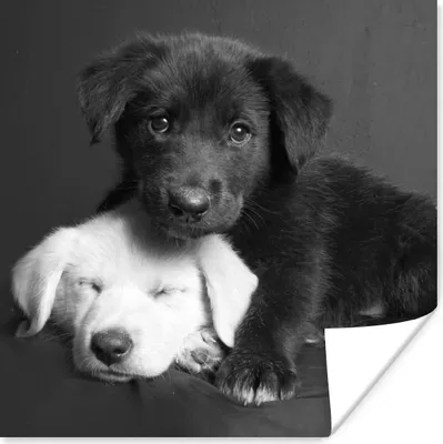Produktbild von MuchoWow® Poster Hunde - Welpe - Schwarz - Weiß - Tiere 75x75 cm - Wand Dekoration